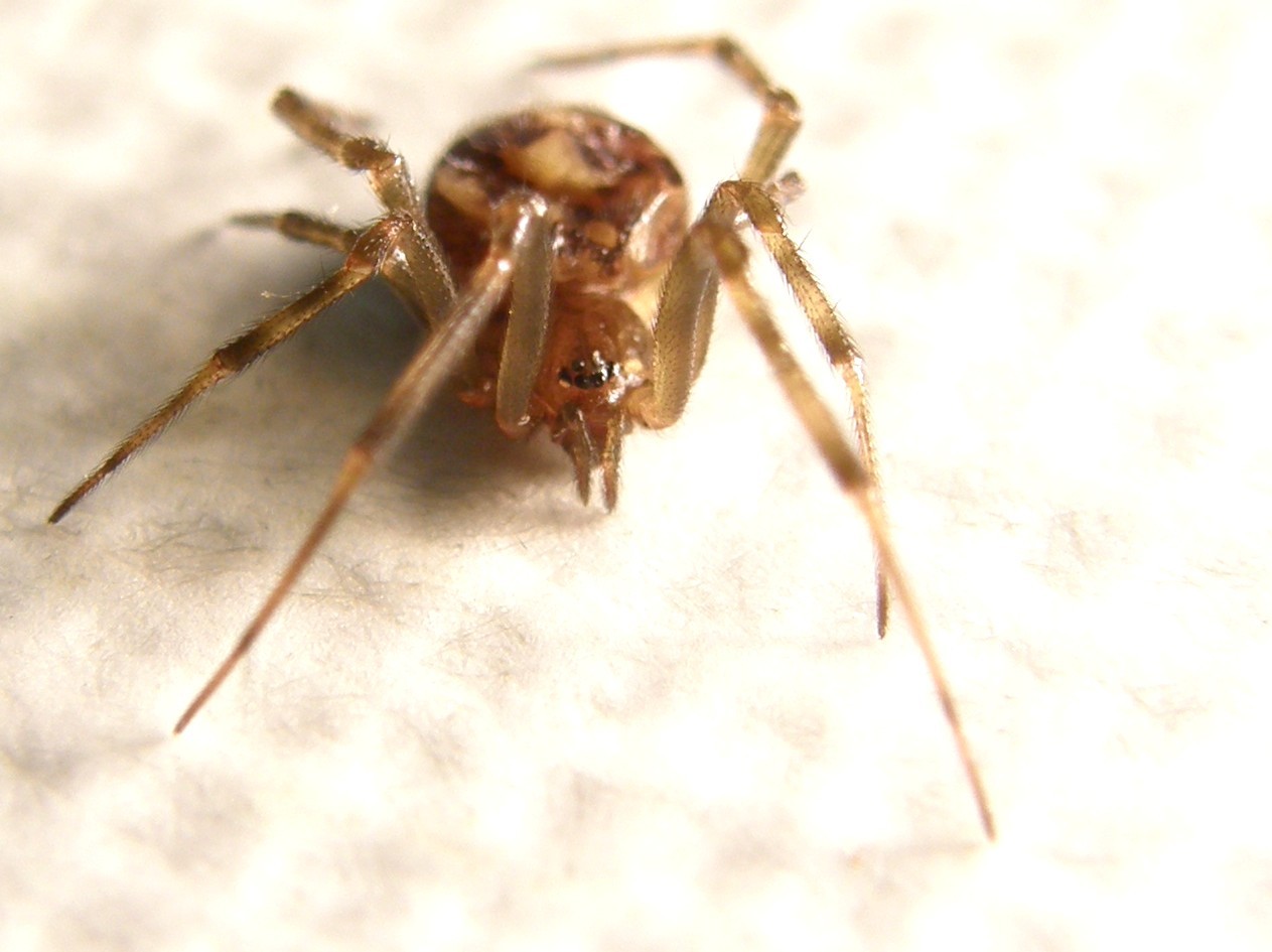 Steatoda triangulosa - Milano (MI)