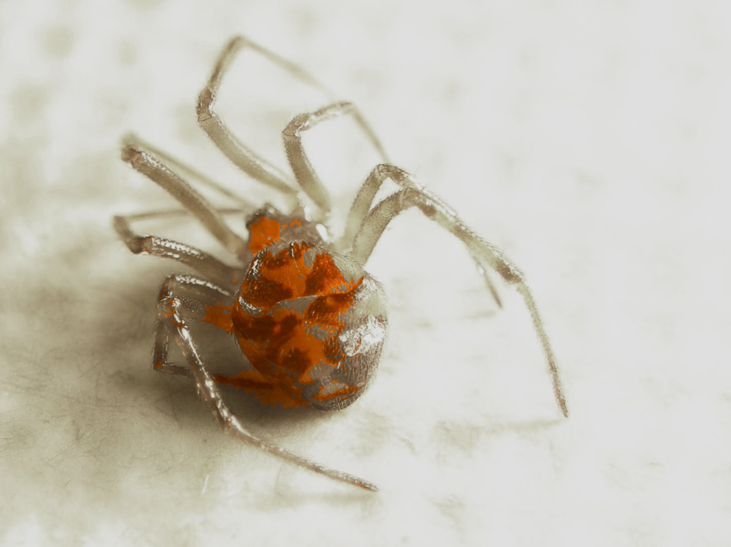 Steatoda triangulosa - Milano (MI)