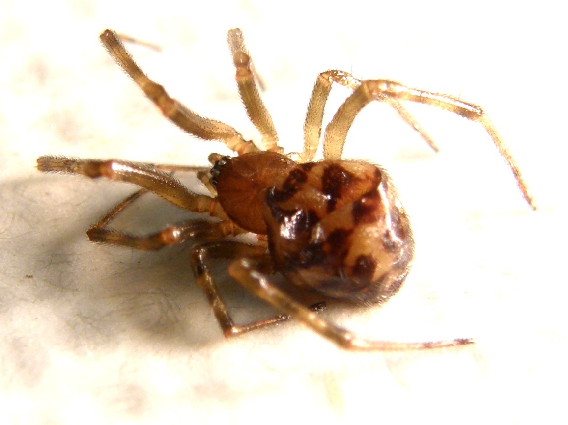 Steatoda triangulosa - Milano (MI)