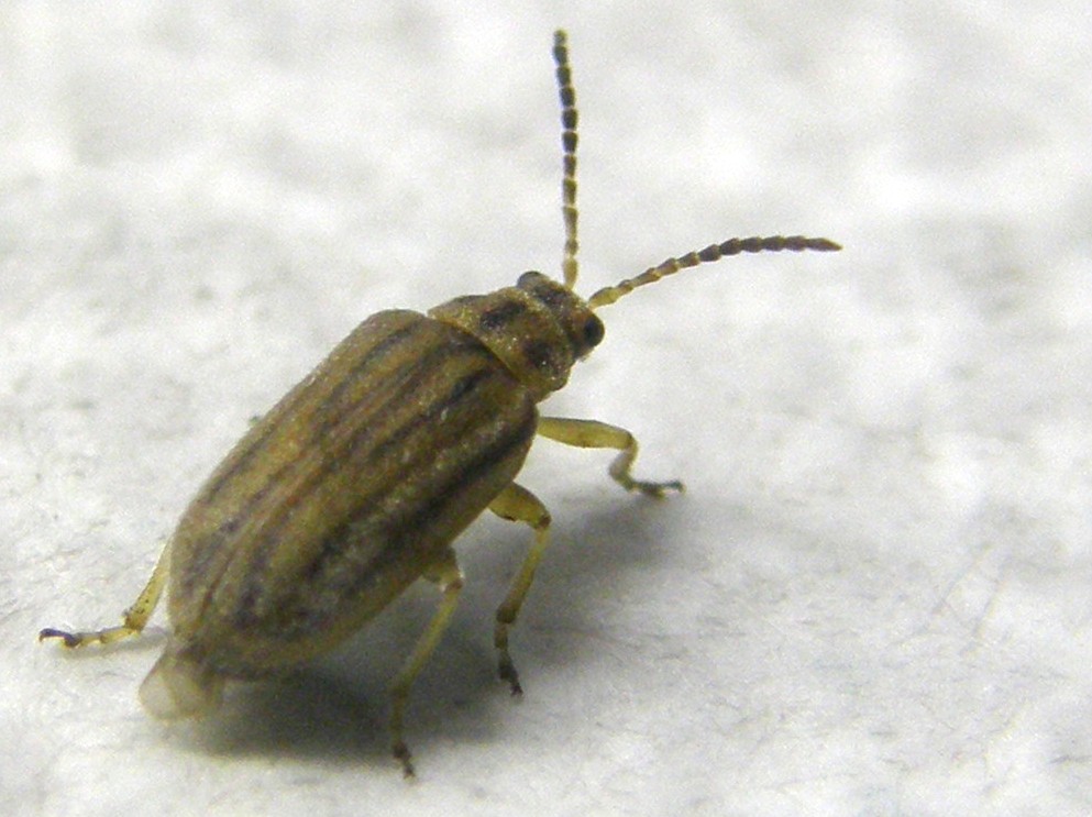 Ophraella communa (Chrysomelidae)