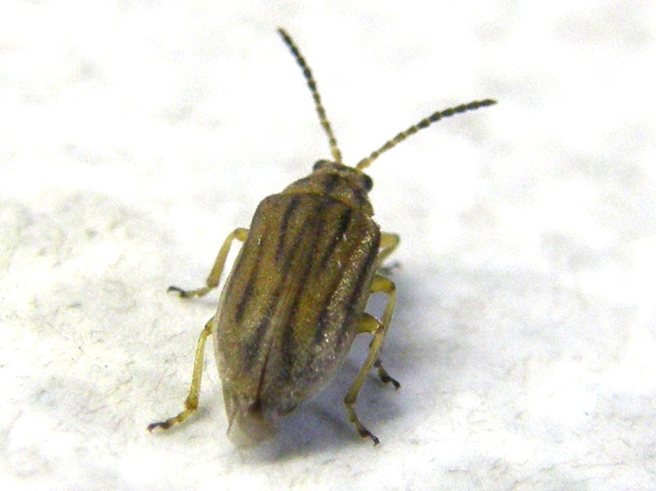 Ophraella communa (Chrysomelidae)