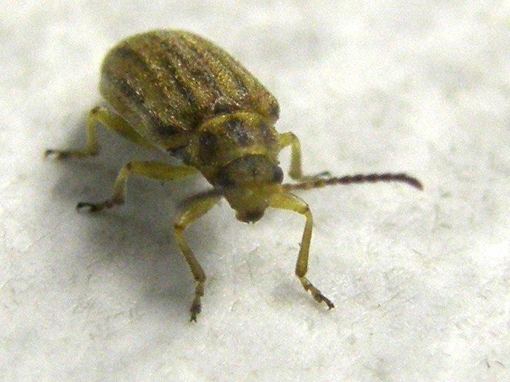 Ophraella communa (Chrysomelidae)