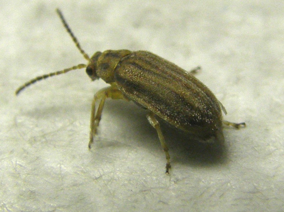 Ophraella communa (Chrysomelidae)