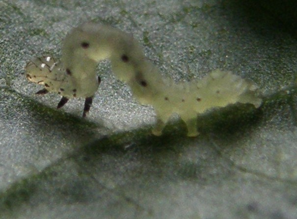 Chrysodeixis chalcites  (e uova?)