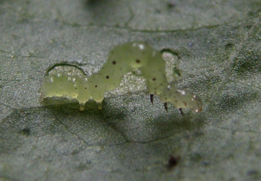 Chrysodeixis chalcites  (e uova?)