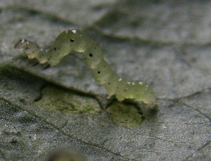 Chrysodeixis chalcites  (e uova?)