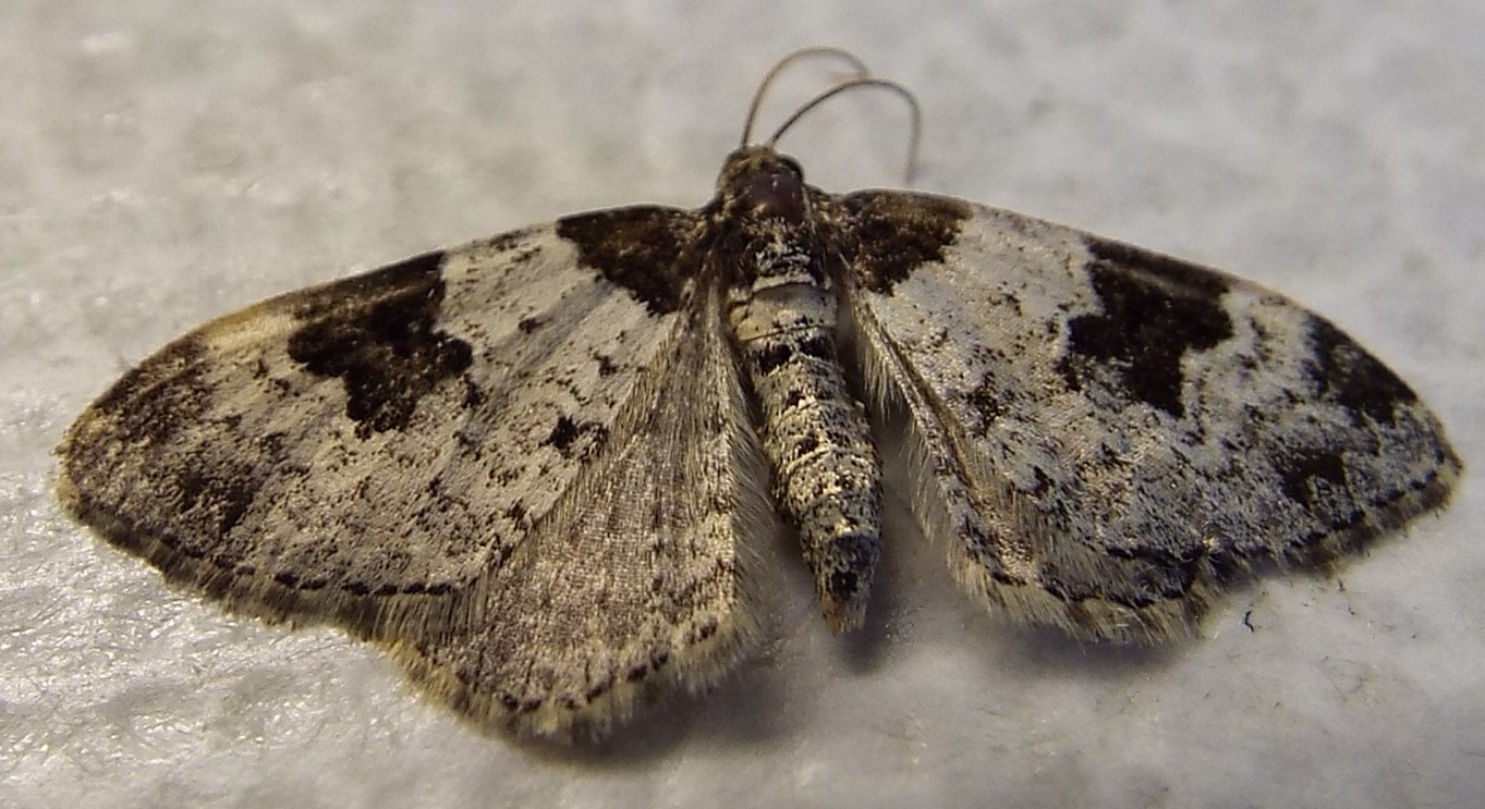 Xanthorhoe fluctuata, Geometridae