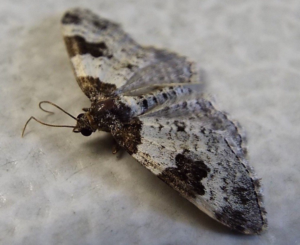 Xanthorhoe fluctuata, Geometridae