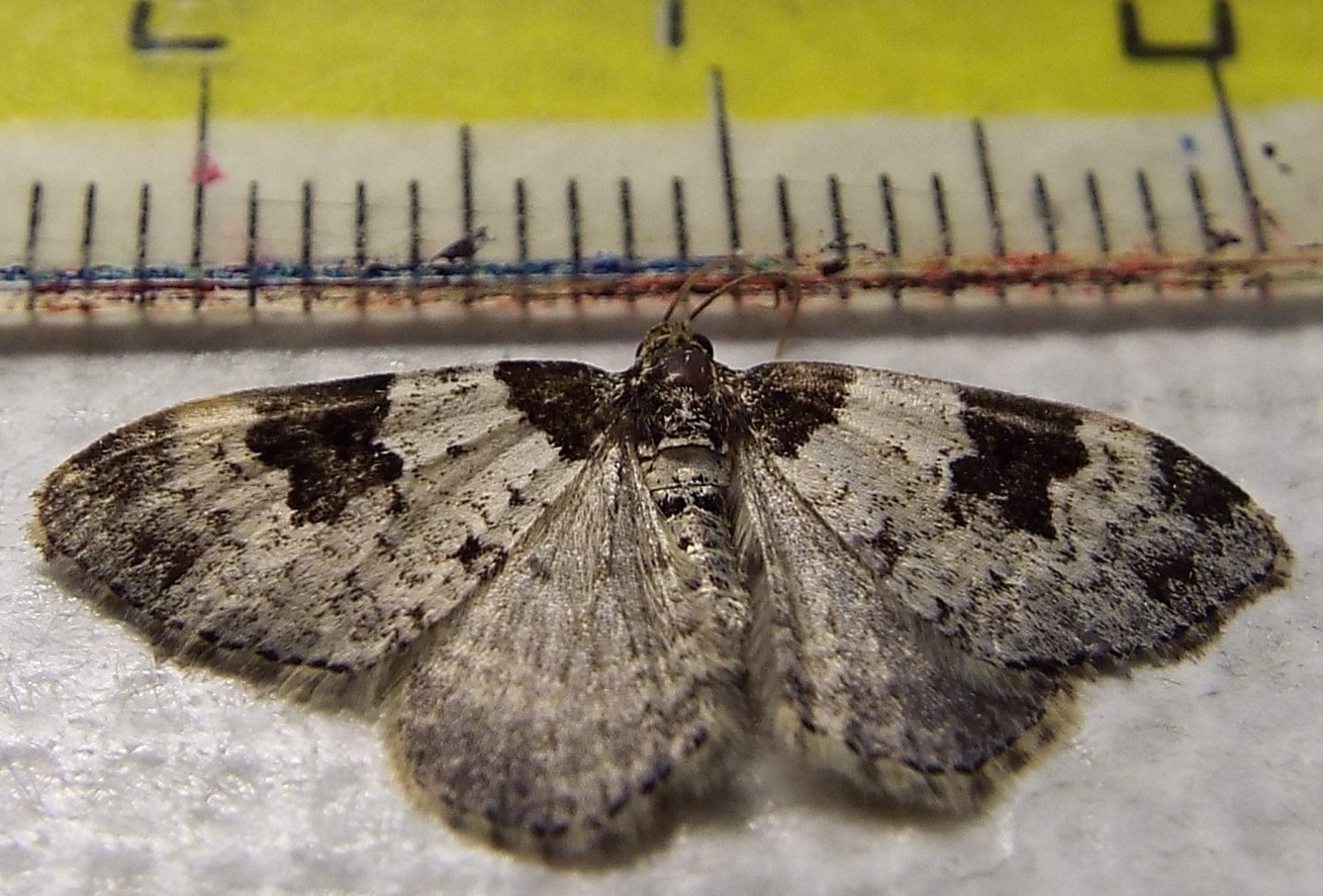 Xanthorhoe fluctuata, Geometridae