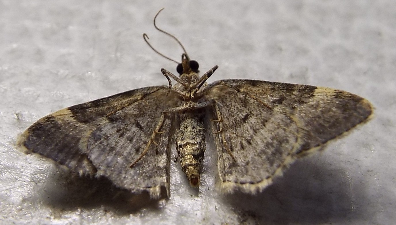 Xanthorhoe fluctuata, Geometridae