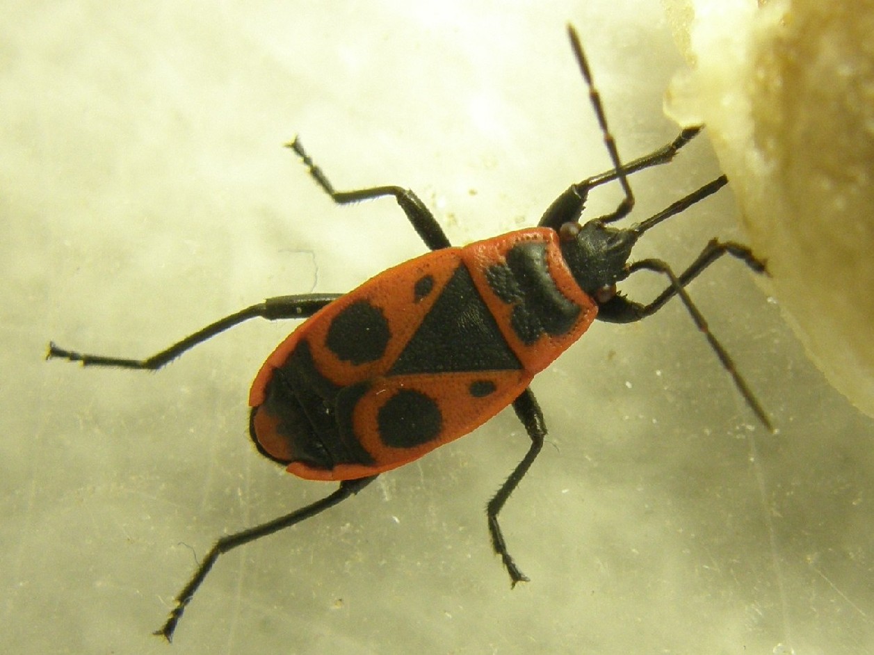 Il pasto del Pyrrhocoris apterus