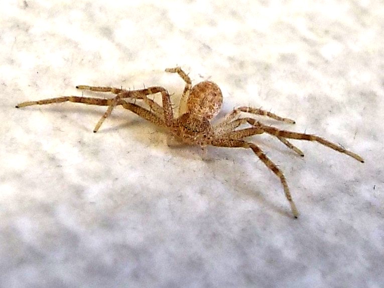 Thomisidae? No. Philodromidae: Philodromus sp. - Milano