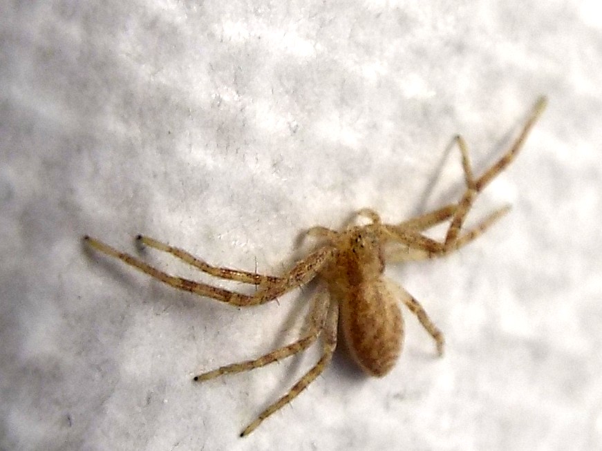 Thomisidae? No. Philodromidae: Philodromus sp. - Milano