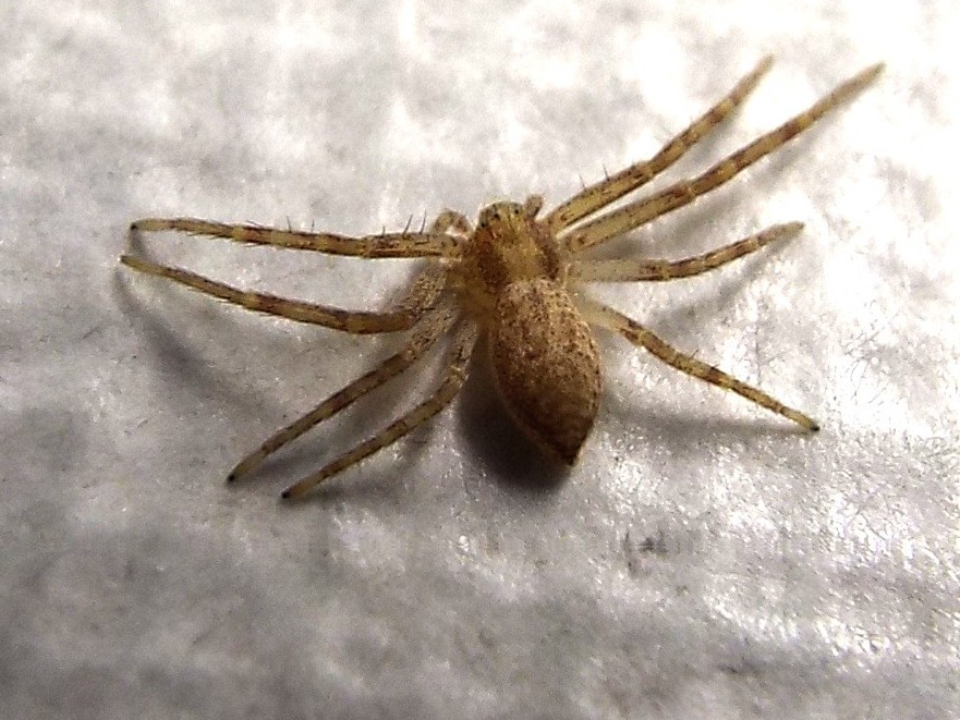 Thomisidae? No. Philodromidae: Philodromus sp. - Milano