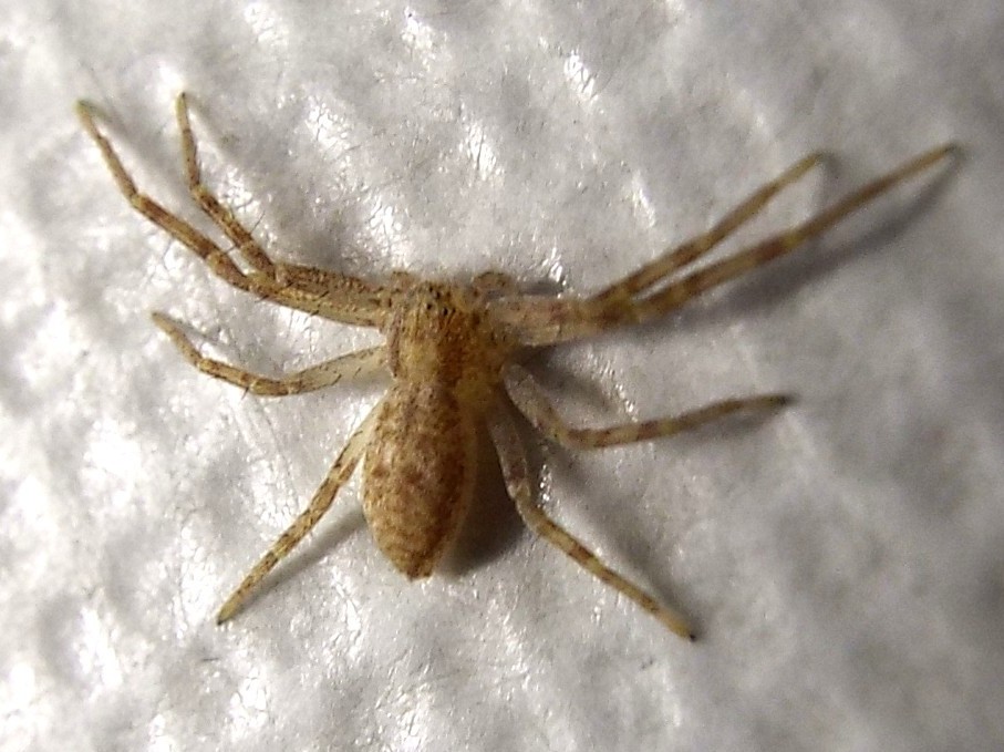 Thomisidae? No. Philodromidae: Philodromus sp. - Milano