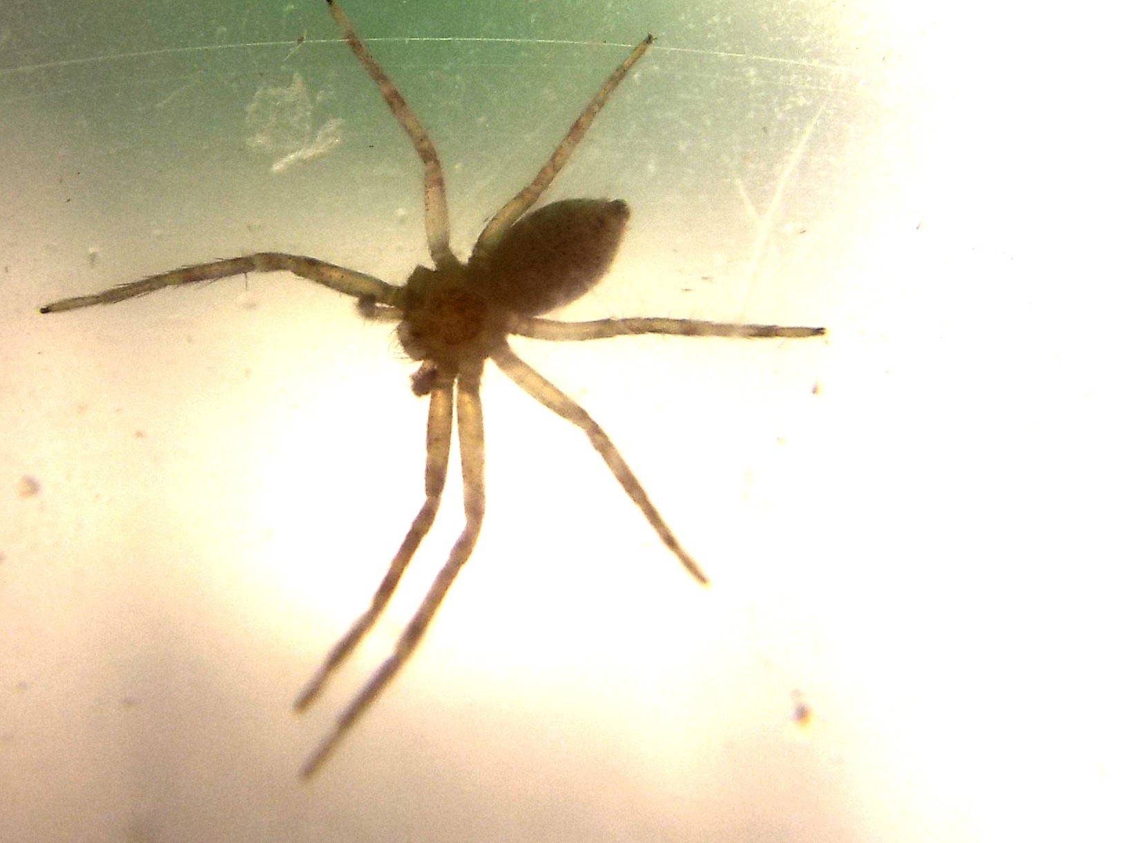 Thomisidae? No. Philodromidae: Philodromus sp. - Milano