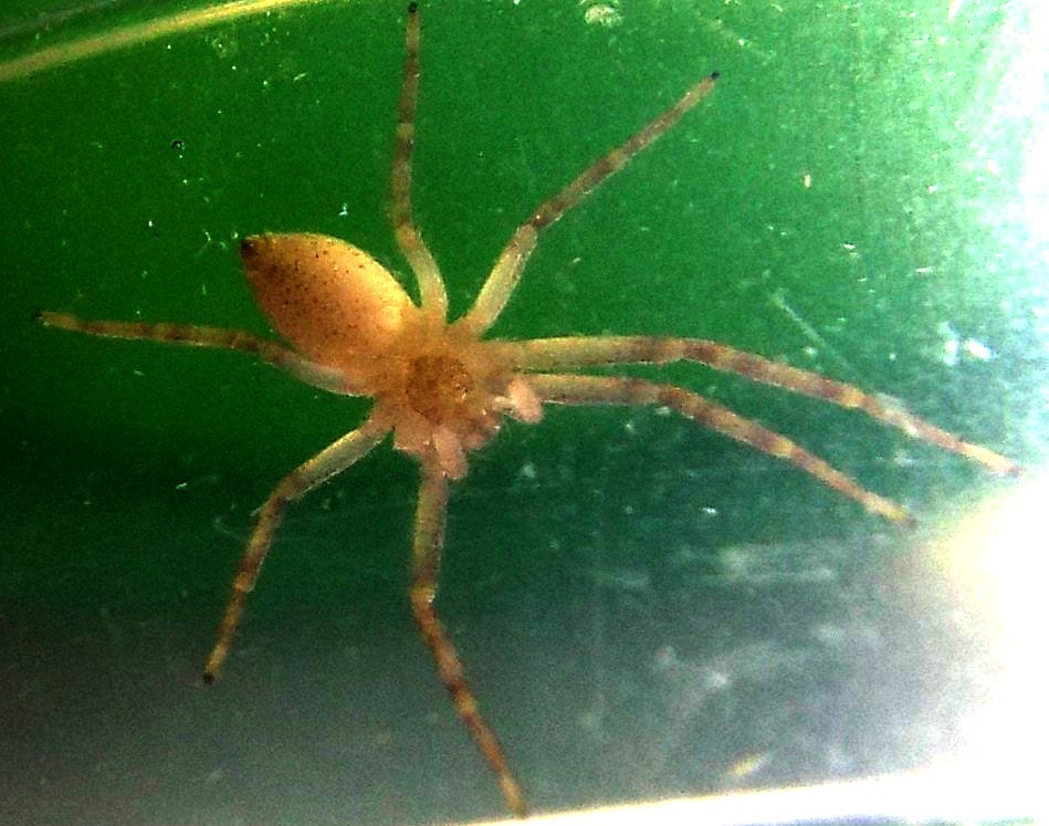 Thomisidae? No. Philodromidae: Philodromus sp. - Milano