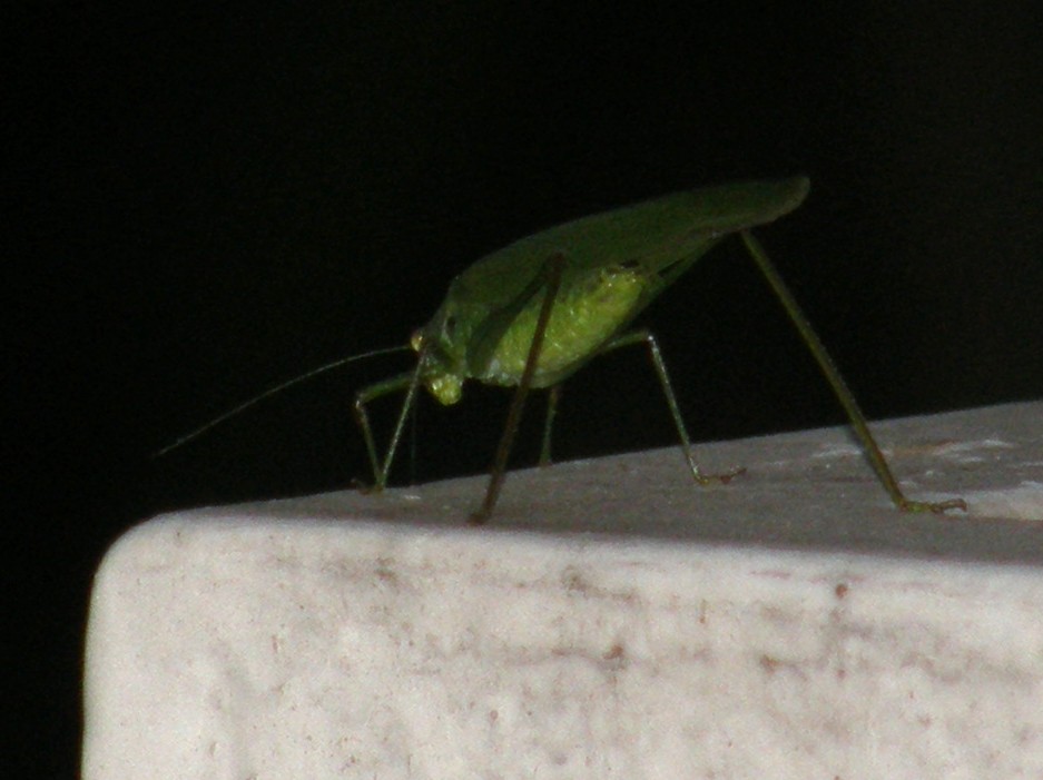 Phaneroptera sp.