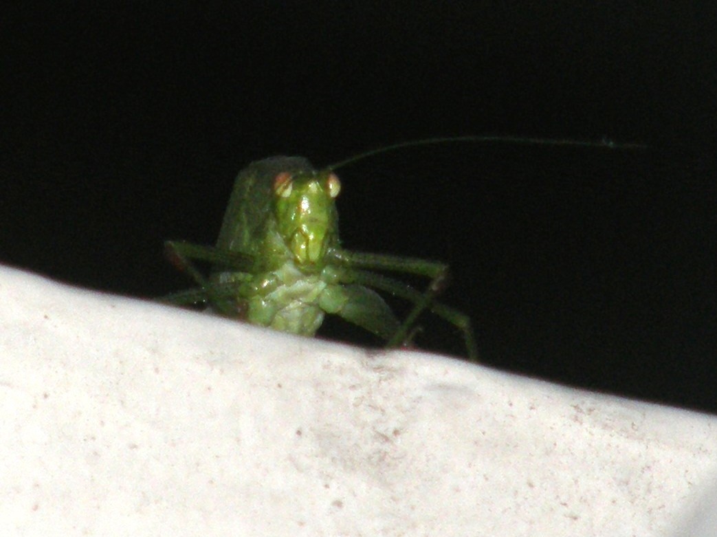 Phaneroptera sp.