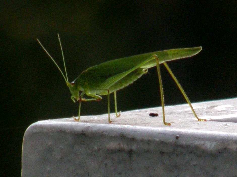 Phaneroptera sp.