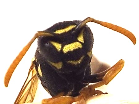 Polistes nimpha, Vespidae