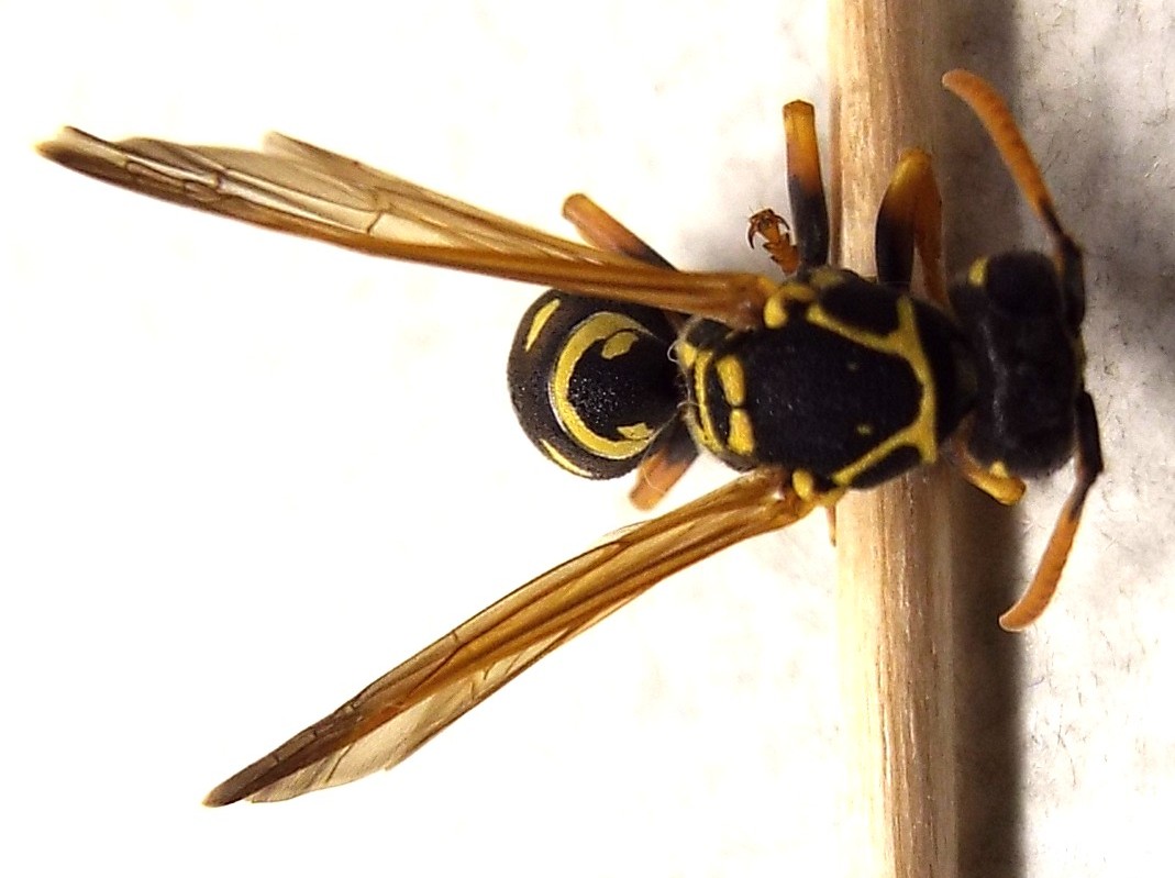 Polistes nimpha, Vespidae