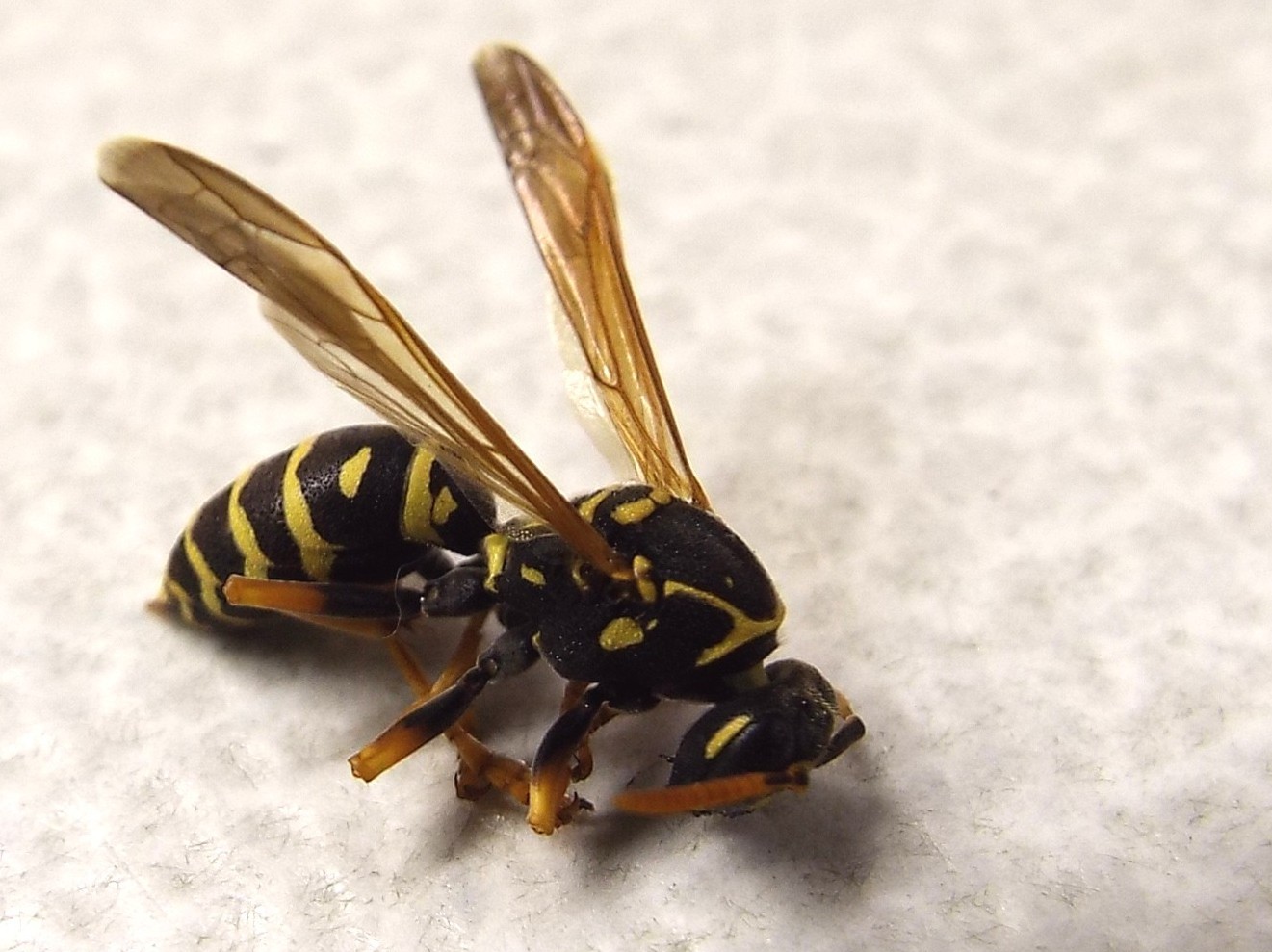 Polistes nimpha, Vespidae