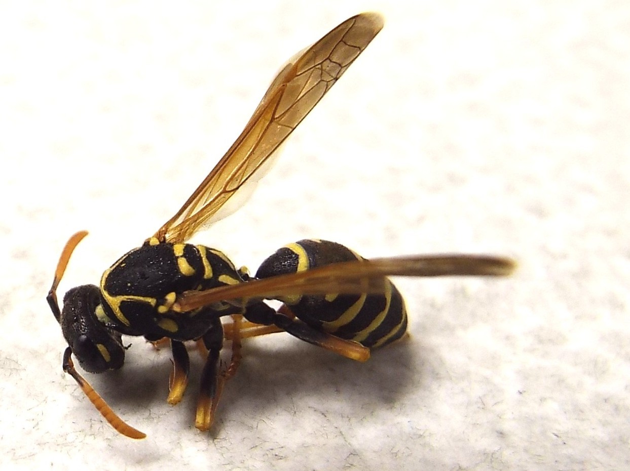 Polistes nimpha, Vespidae