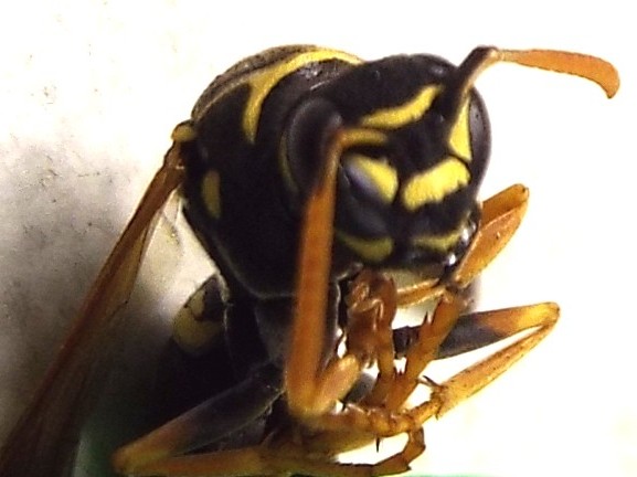 Polistes nimpha, Vespidae