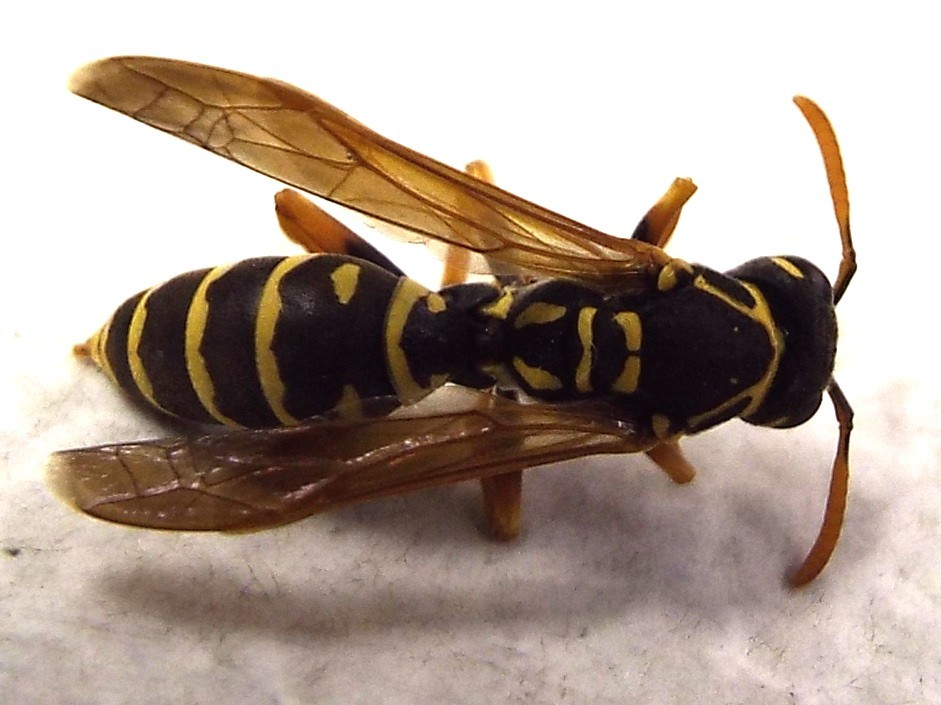 Polistes nimpha, Vespidae