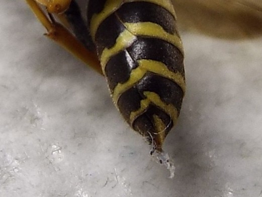 Polistes nimpha, Vespidae