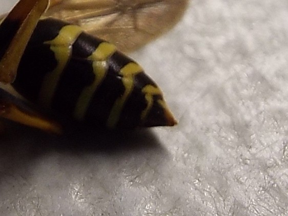 Polistes nimpha, Vespidae