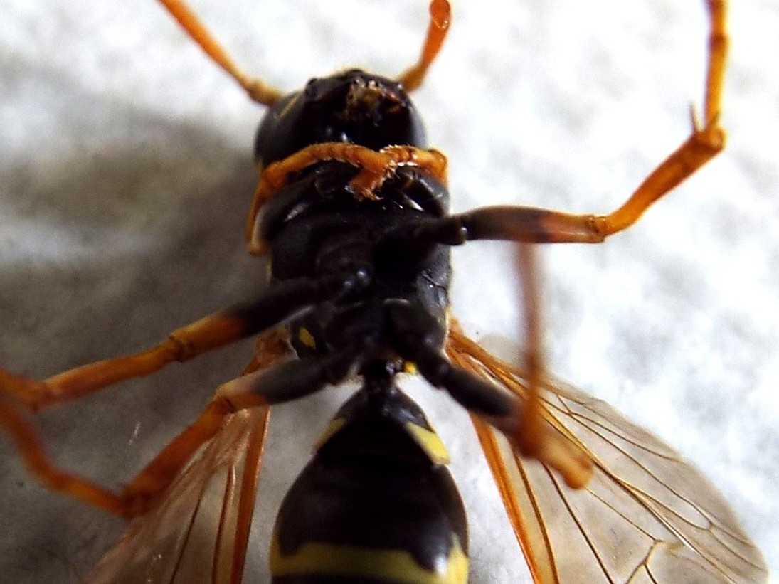 Polistes nimpha, Vespidae