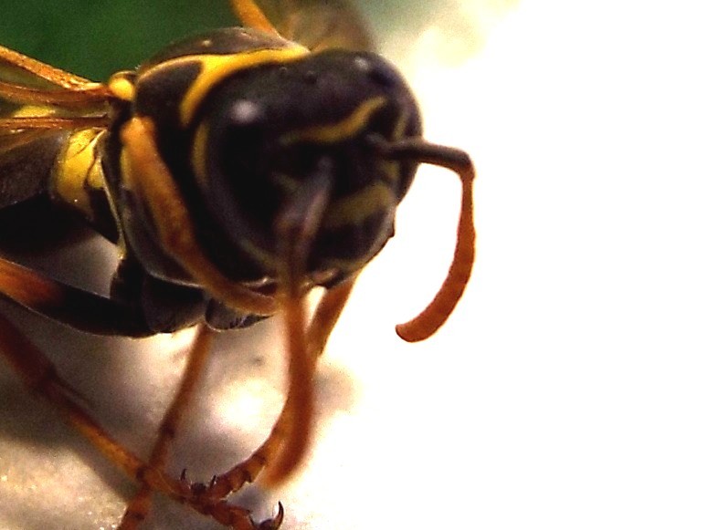 Polistes nimpha, Vespidae