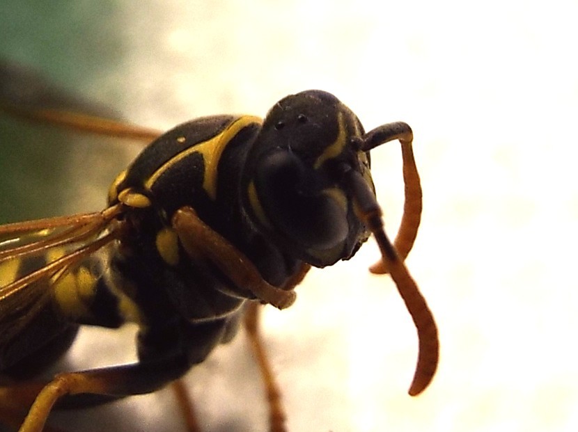 Polistes nimpha, Vespidae