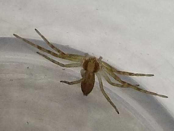 Philodromus sp. - Milano (MI)