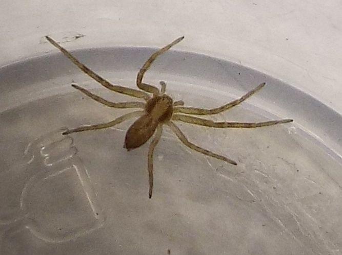 Philodromus sp. - Milano (MI)