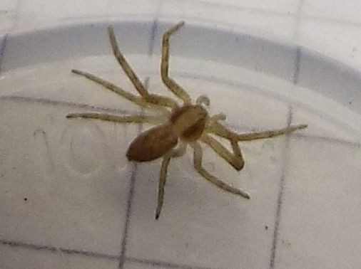 Philodromus sp. - Milano (MI)