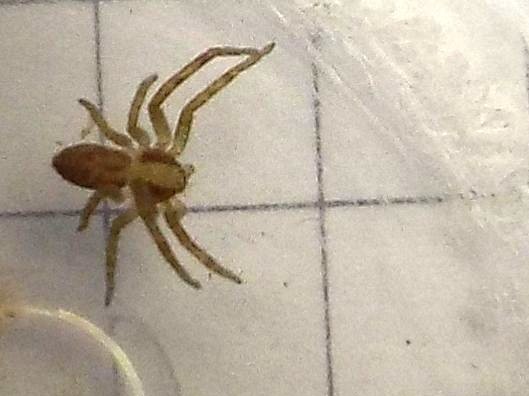 Philodromus sp. - Milano (MI)