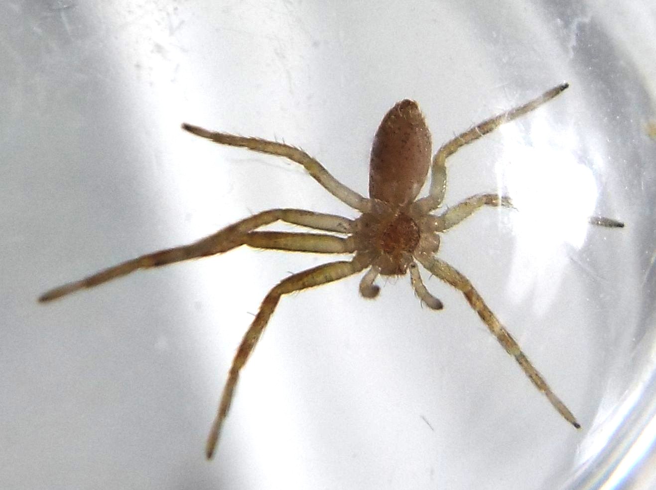 Philodromus sp. - Milano (MI)