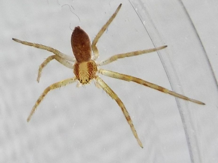 Philodromus sp. - Milano (MI)