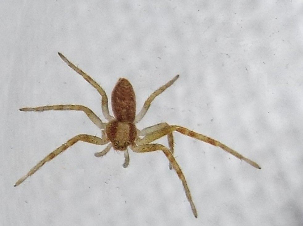 Philodromus sp. - Milano (MI)