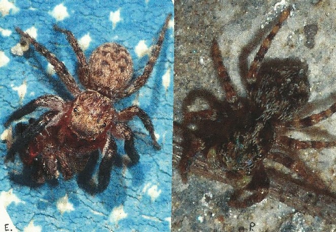 Pseudeuophrys sp. - Castel Maggiore (BO)