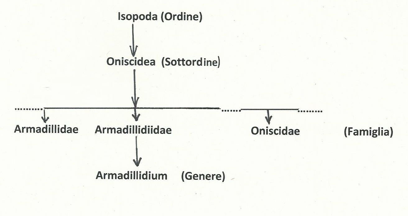 Oniscidae? No, Armadillidiidae: Armadillidium cfr. nasatum