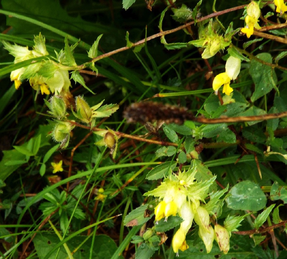 Salvia glutinosa?  No, Rhinanthus cfr. freynii (Lamiales - Orobanchaceae)