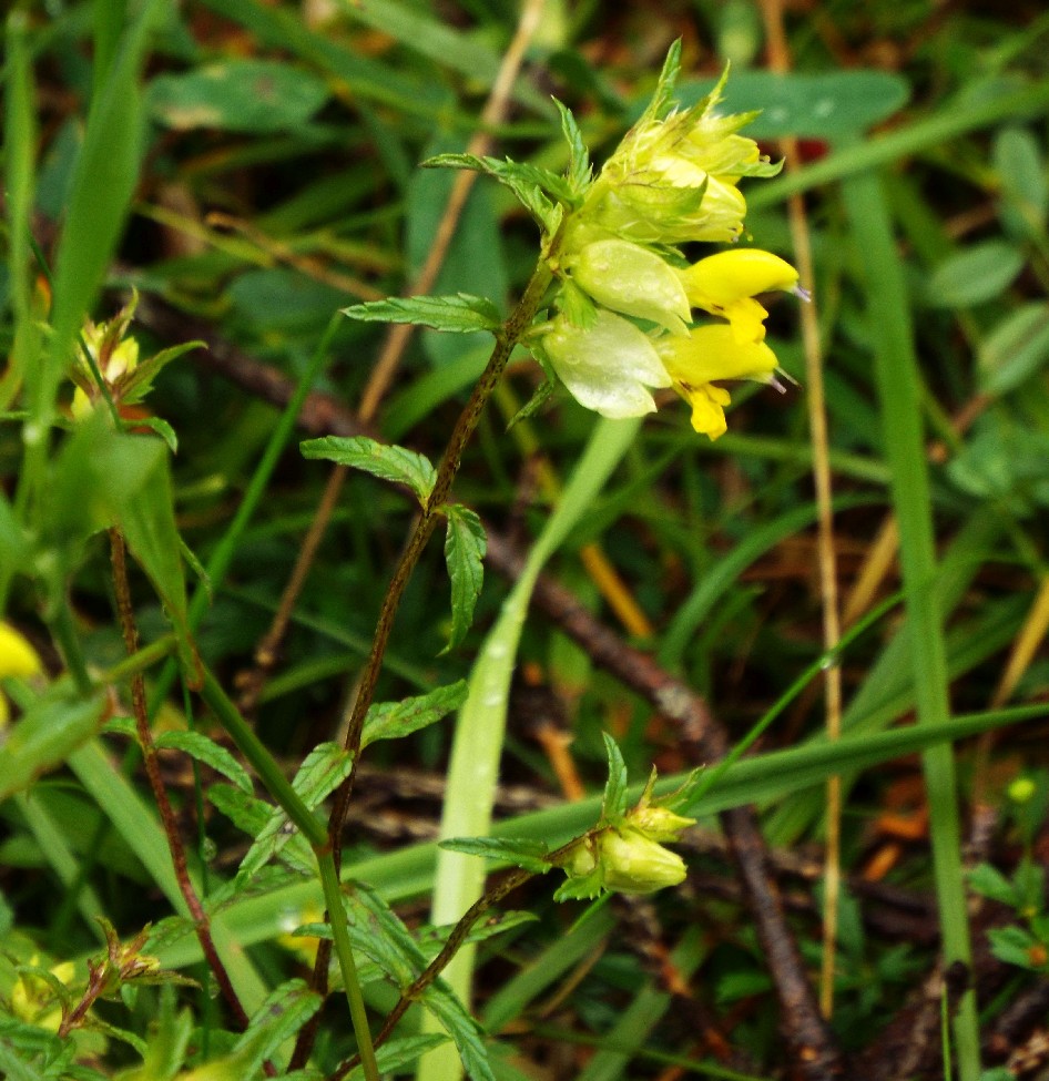 Salvia glutinosa?  No, Rhinanthus cfr. freynii (Lamiales - Orobanchaceae)