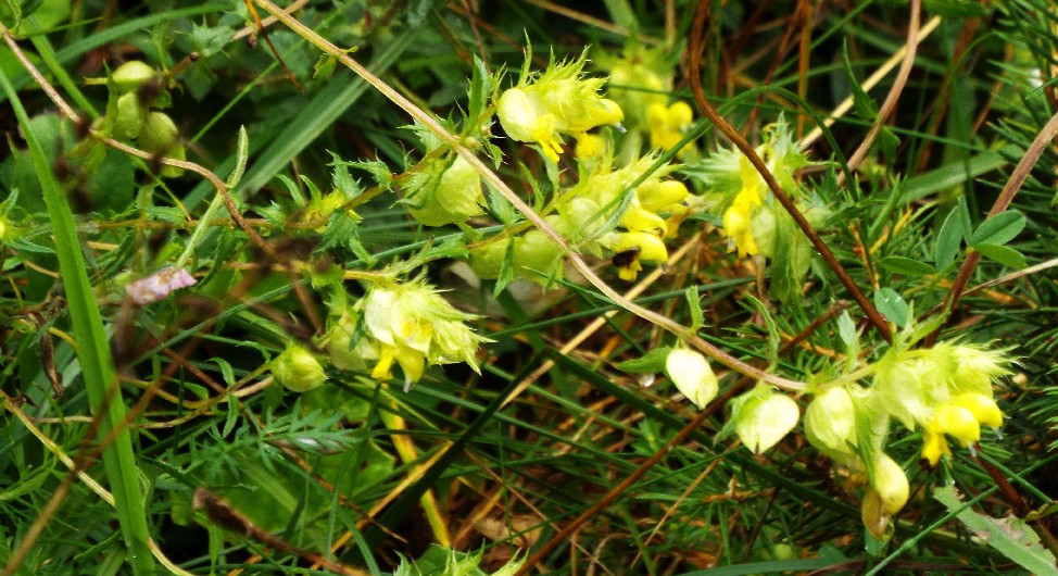 Salvia glutinosa?  No, Rhinanthus cfr. freynii (Lamiales - Orobanchaceae)