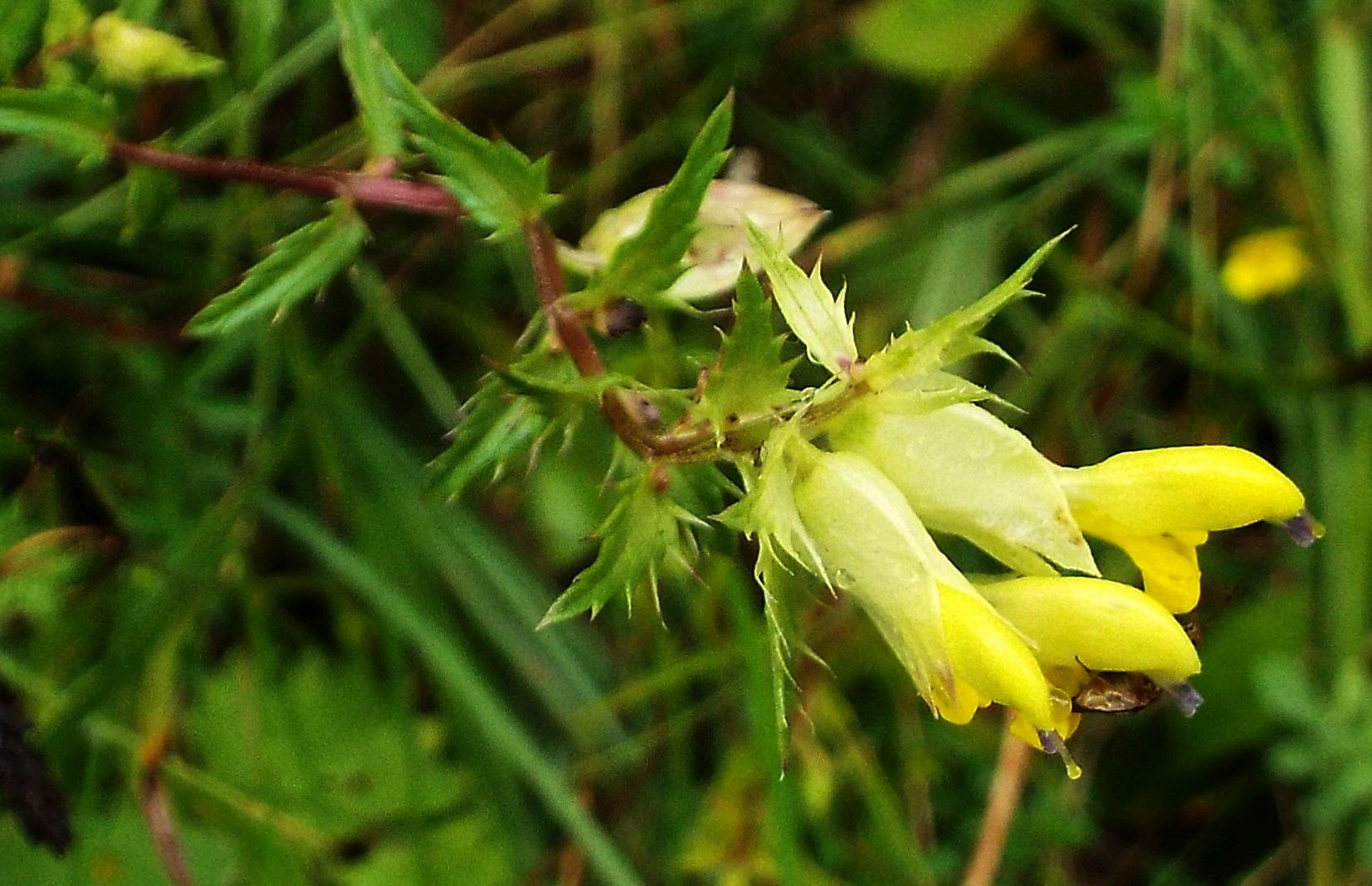 Salvia glutinosa?  No, Rhinanthus cfr. freynii (Lamiales - Orobanchaceae)