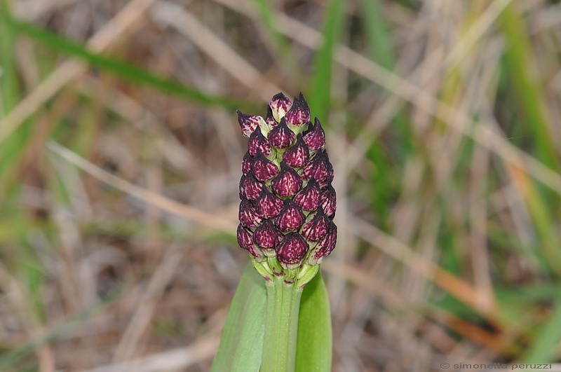 Orchis purpurea