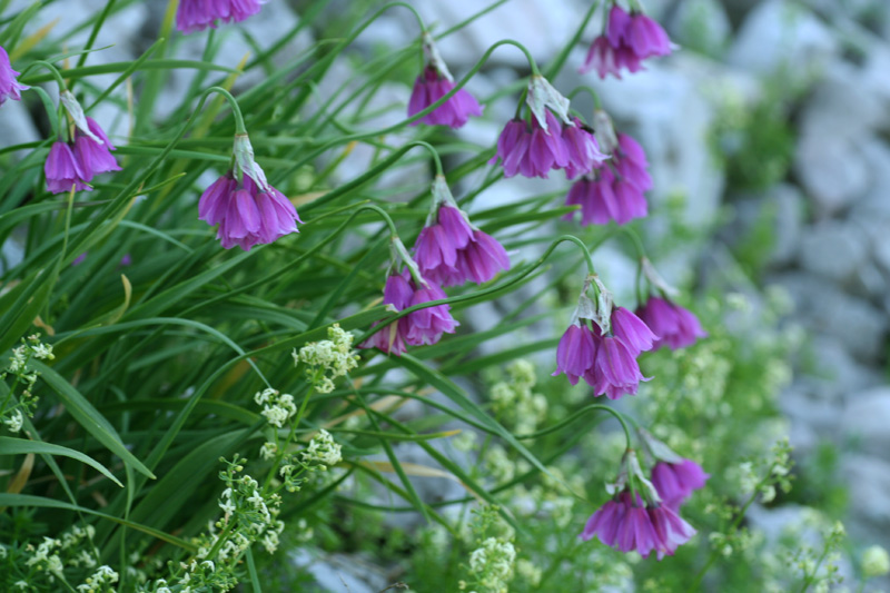 Allium insubricum / Aglio d'' Insubria